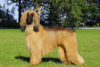 Afghan Hound