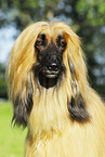 Afghan Hound