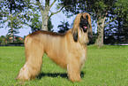 Afghan Hound