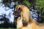 Afghan Hound