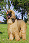 Afghan Hound