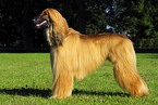 Afghan Hound