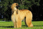 Afghan Hound