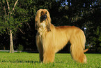 Afghan Hound