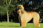 Afghan Hound