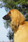 Afghan Hound