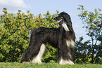 Afghan hound