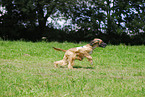 running sighthound