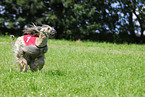 running sighthound