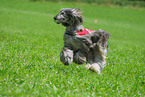 running sighthound