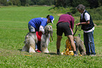 sighthounds