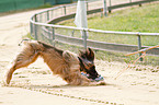 running sighthound