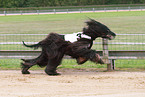 running sighthound