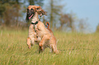 running sighthound