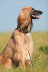 sitting sighthound