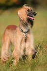 sighthound