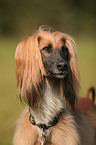 sighthound portrait