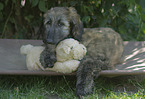 Afghan Puppy