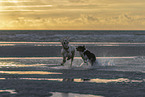2 dogs