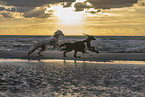 3 dogs