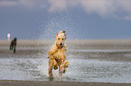 running Afghan