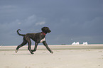 running Afghan