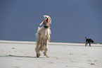 running Afghan
