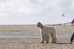 walking Afghan