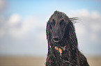 Afghan portrait