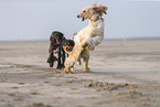 running Dogs