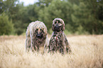 Afghan hounds on meadow