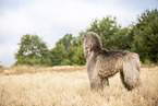 standing Afghan