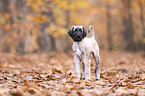 Afghan hound puppy