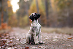 Afghan hound puppy