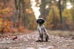 Afghan hound puppy