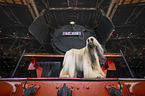 Afghan Hound
