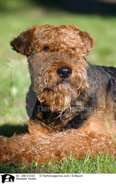 Airedale Terrier / Airedale Terrier / DB-01032