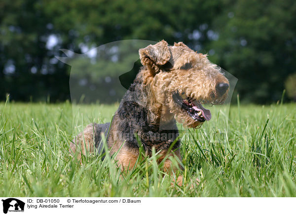 liegender Airedale Terrier / lying Airedale Terrier / DB-01050
