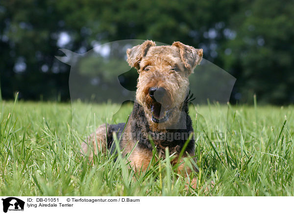 lying Airedale Terrier / DB-01051