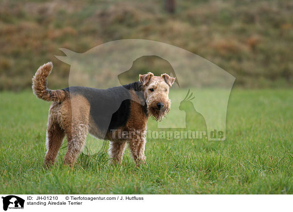 stehender Airedale Terrier / standing Airedale Terrier / JH-01210