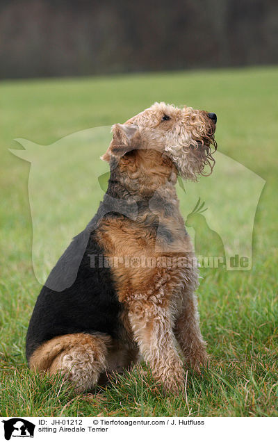 sitzender Airedale Terrier / sitting Airedale Terrier / JH-01212