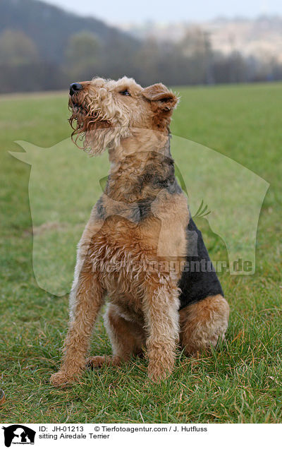 sitzender Airedale Terrier / sitting Airedale Terrier / JH-01213