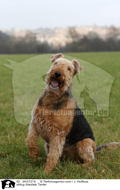 sitzender Airedale Terrier / sitting Airedale Terrier / JH-01214