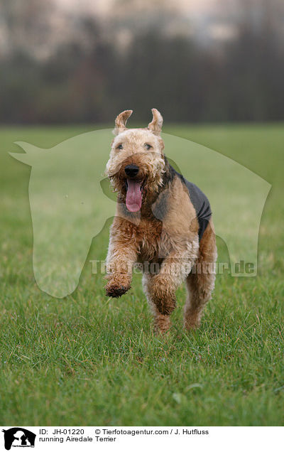 rennender Airedale Terrier / running Airedale Terrier / JH-01220