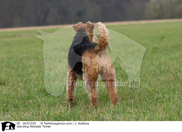 stehender Airedale Terrier / standing Airedale Terrier / JH-01225