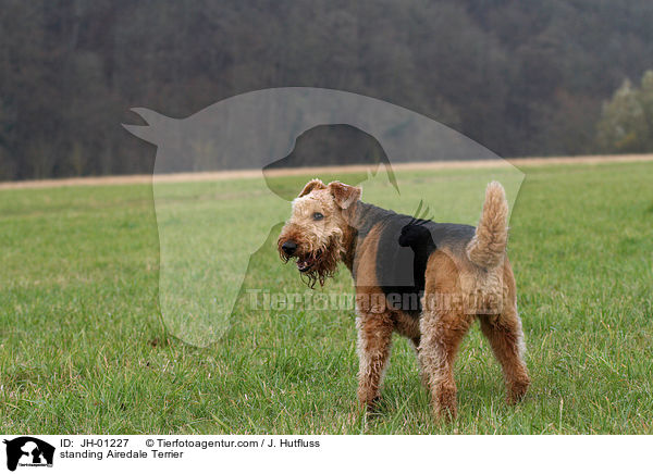 stehender Airedale Terrier / standing Airedale Terrier / JH-01227