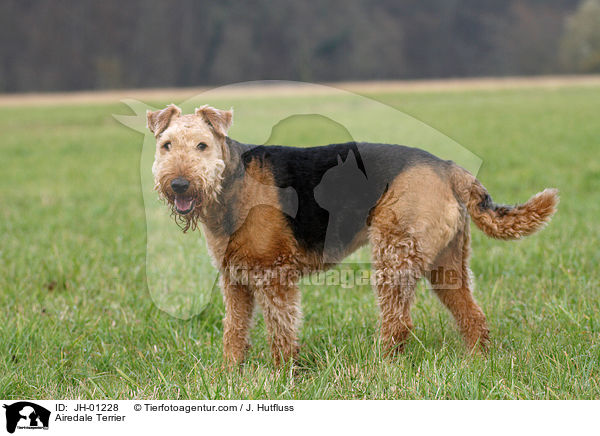 Airedale Terrier / Airedale Terrier / JH-01228