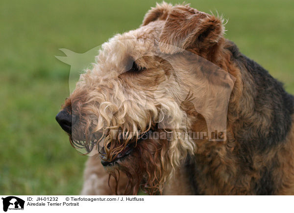 Airedale Terrier Portrait / Airedale Terrier Portrait / JH-01232