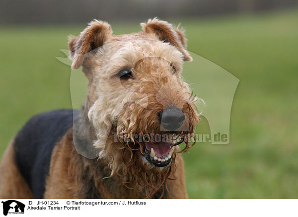 Airedale Terrier Portrait / Airedale Terrier Portrait / JH-01234