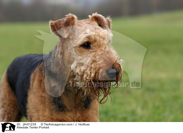 Airedale Terrier Portrait / Airedale Terrier Portrait / JH-01235